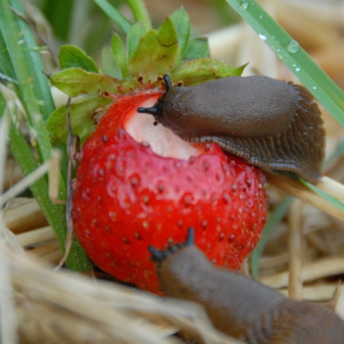 Limaces sur fraise